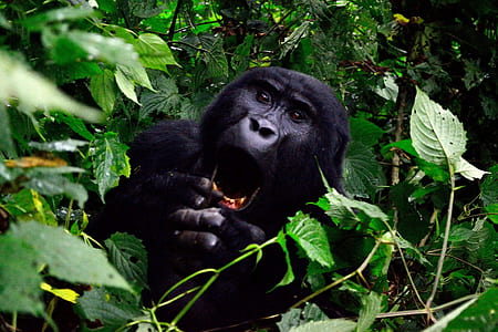 gorilla in plant thumbnail