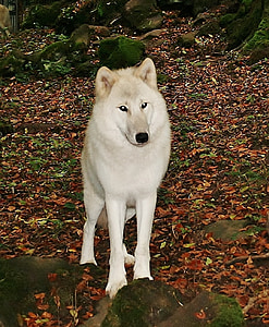 white wolf, kasselburg, germany, dog, animal, canine thumbnail
