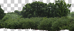 Shrub Tree Box, Bushes , green leafed trees PNG clipart