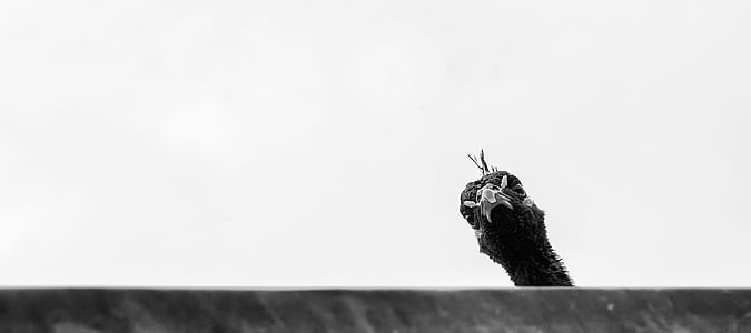 grayscale photography of Indian peafowl thumbnail