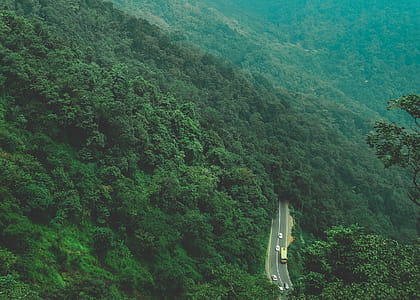 Bird's-eye Photography of Trees Near Road thumbnail