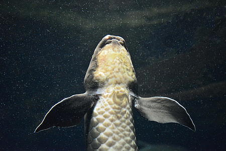 shallow focus photo of white and gray fish thumbnail