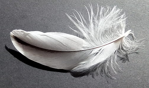 gray feather on gray surface thumbnail
