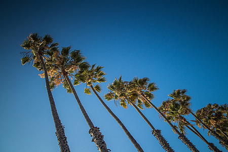 Palm Line In The Sky thumbnail