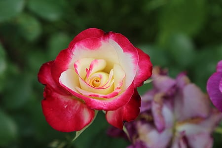 shallow focus photo of red flower thumbnail
