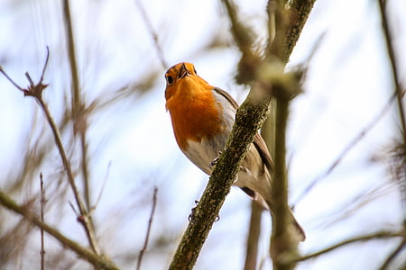 bird on tree branch thumbnail