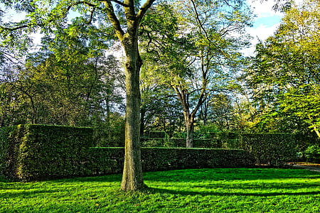 green trees on green grass field thumbnail