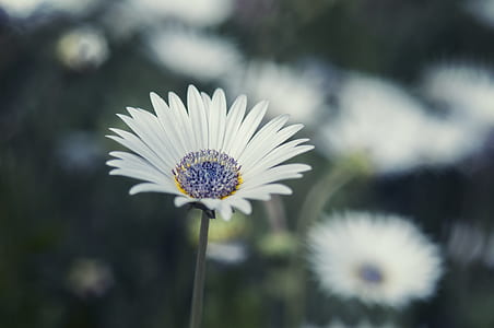 selective focus of white aster flower thumbnail