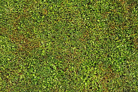 green grass thumbnail
