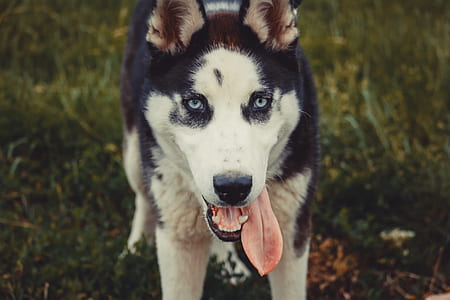 Close-up Photo of Siberian Husky thumbnail