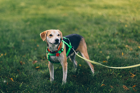 tricolor Harrier puppy standing on grass lawn thumbnail