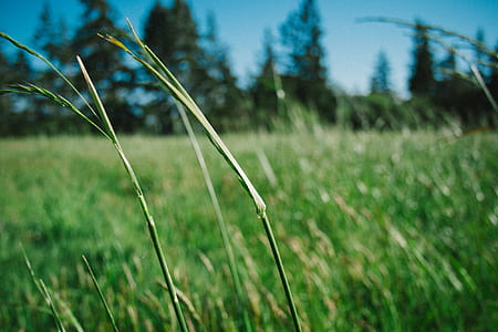 green grass macro photo thumbnail