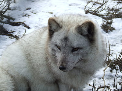 white and gray snow wolf thumbnail
