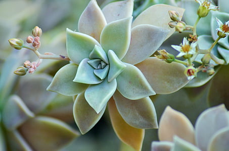 selective focus photography of rosette succulent plant thumbnail