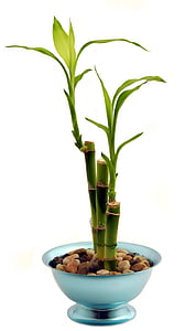 lucky bamboo thumbnail