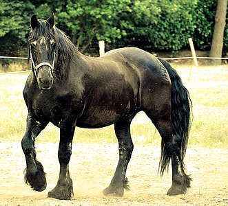 black horse on ground thumbnail