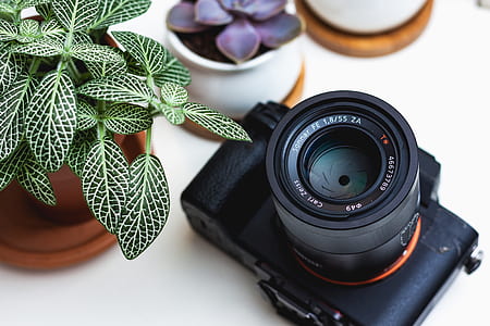 black SLR camera beside green potted plant and succulent potted plant on white surface thumbnail
