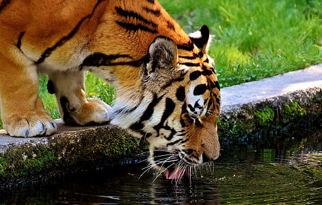 tiger drinking water during daytime thumbnail