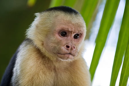 beige and black monkey thumbnail