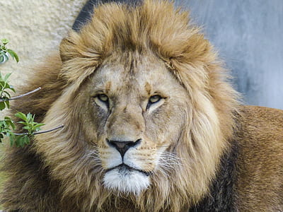 lion focus photo thumbnail