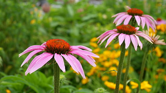 Pink coneflowers in bloom. thumbnail