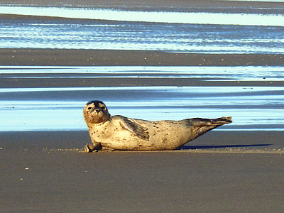 sea lion on beach at daytime thumbnail