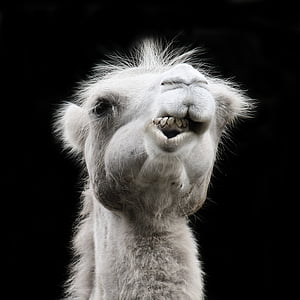 white llama thumbnail