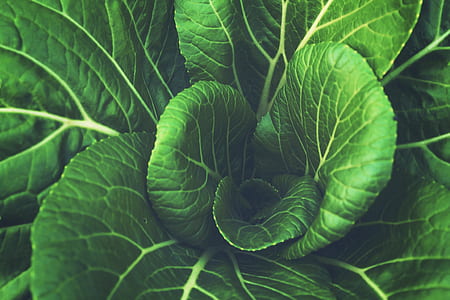 food, pattern, agriculture, plant thumbnail