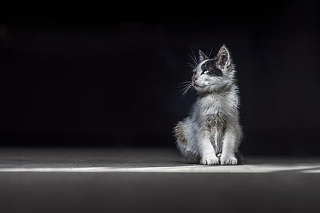 gray kitten thumbnail