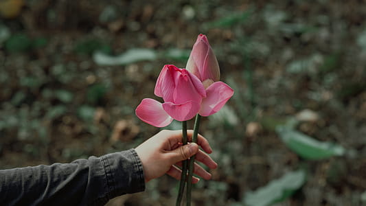 nature, hand, flowers, summer thumbnail