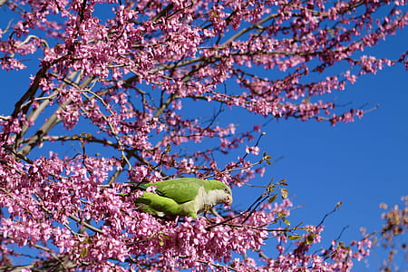 bird breeching on Cherry blossom tree thumbnail