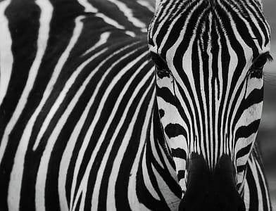 zebra thumbnail