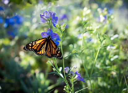 monarch butterfly perching on blue flower selective focus photography thumbnail