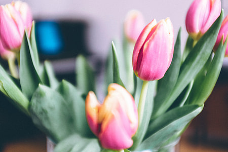 Tulips thumbnail