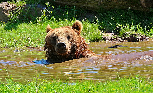 brown grizzly bear in water thumbnail
