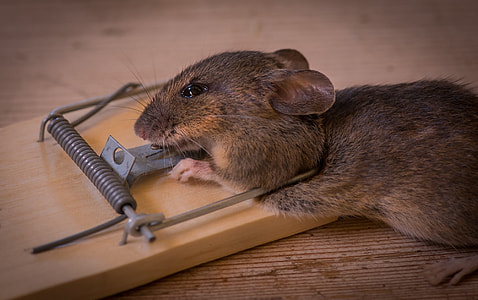 brown rat struck by mouse trap thumbnail