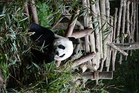 panda bear near footbridge thumbnail