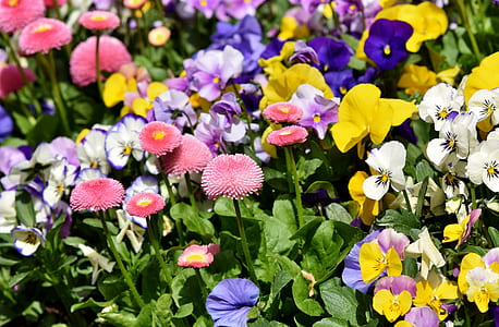 close up photo of flowers thumbnail