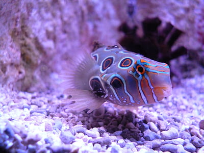 spotted puffer fish thumbnail
