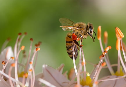 Bee on White Flower thumbnail