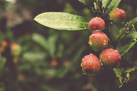 selective photography of red fruit thumbnail