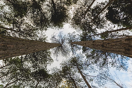 Looking Up Through Pines Photo thumbnail