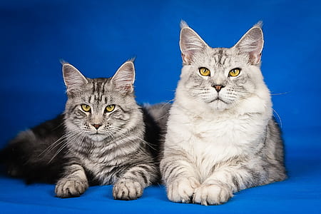 two silver bobcats thumbnail