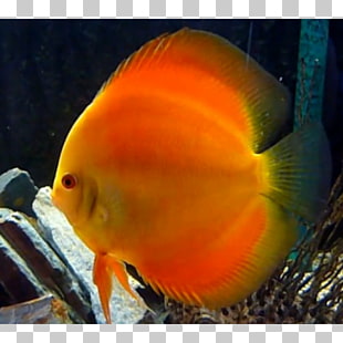 Aquariums Feeder Fish Goldfish Siamese Fighting Fish Symphysodon