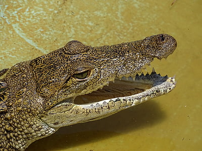 brown crocodile thumbnail