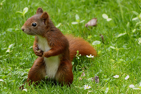 squirrel in grass field thumbnail