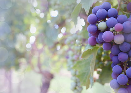 selective focus photography of grapes thumbnail