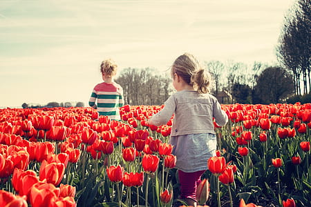 2 Kids Walking on Red Tulip Garden Under Blu Sky thumbnail