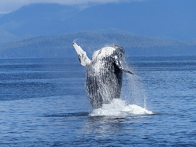 black and white whale thumbnail