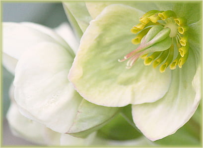 white and green petaled flower in closeup photo thumbnail